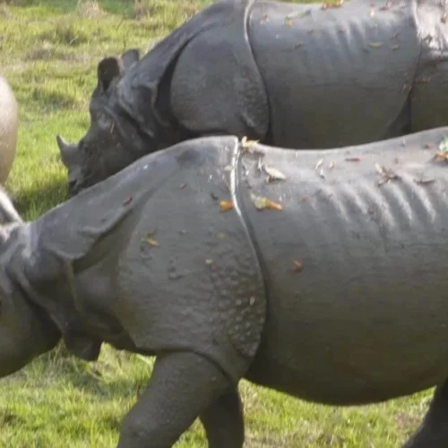 Amazing 3 Nights 4 Days Chitwan National Park Tour