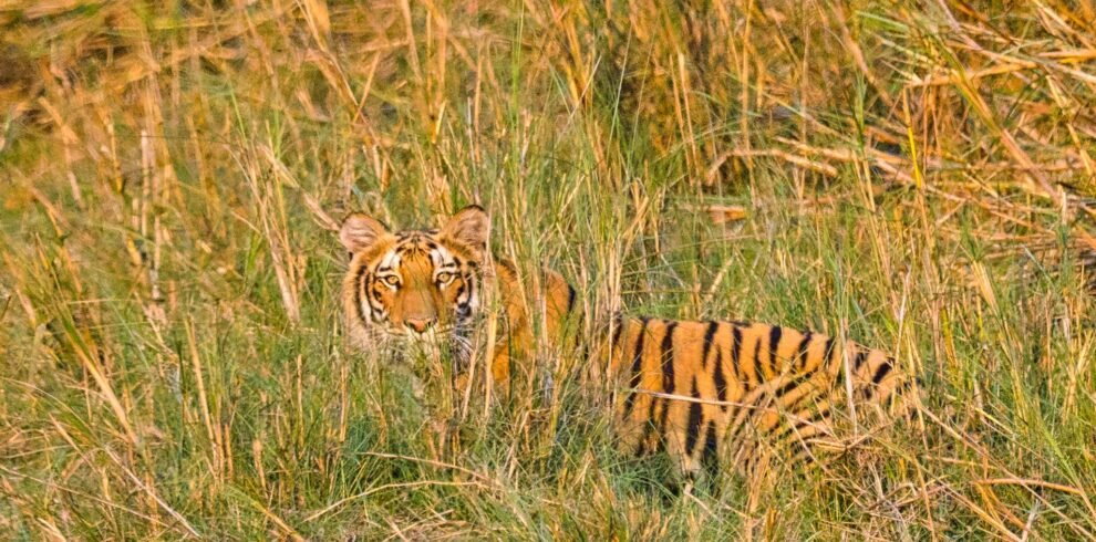 Bardiya National Park, Nepal – Bengal tiger walking through golden grasslands during a wildlife safari in one of Nepal’s most pristine jungles