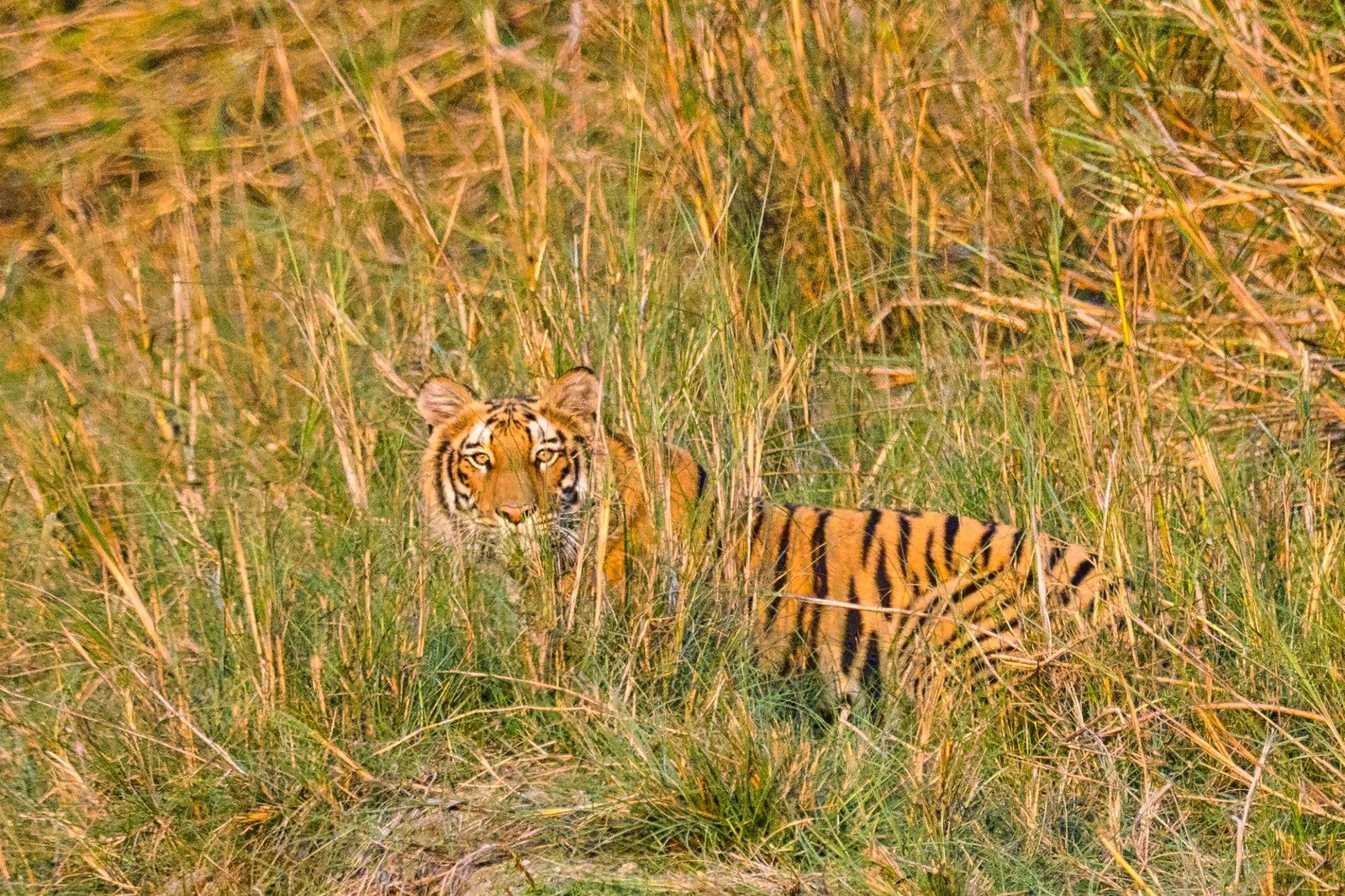5 Nights 6 Days Bardia Jungle Safari Tour