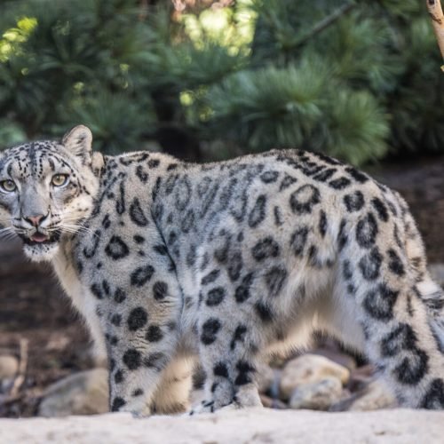 Snow-Leopard-2020